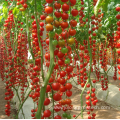 Galvanized steel frame film greenhouse for tomato